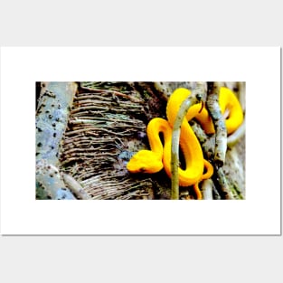 Gelbe Viper / Swiss Artwork Photography Posters and Art